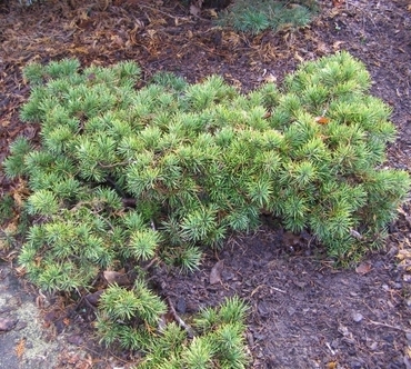 Сосна обыкновенная Фьелль Теппих (Pinus sylvestris 'Fjell Teppich')