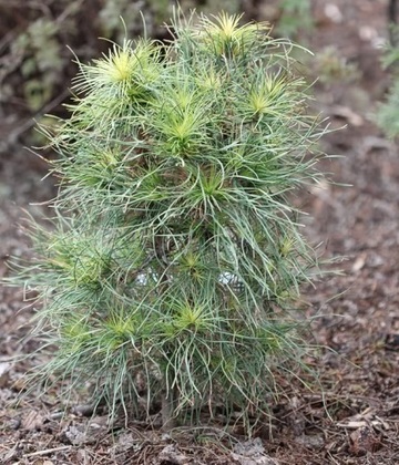 Сосна обыкновенная Ксаверов (Pinus sylvestris 'Ksawerow')