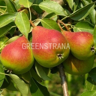 Груша Северянка краснощекая (Pyrus communis 'Severyanka Krasnoshchekaya')