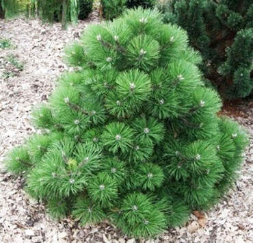 Сосна черная Хельга (Pinus nigra 'Helga')