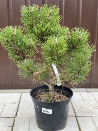Сосна черная Хорнибрукиана (Pinus nigra 'Hornibrookiana')