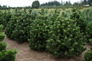 Сосна черная Орегон Грин (Pinus nigra 'Oregon Green')