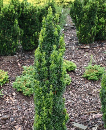 Тис средний Войтек (Taxus x media 'Wojtek')
