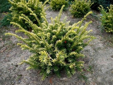 Тис ягодный Элегантиссима (Taxus baccata 'Elegantissima')