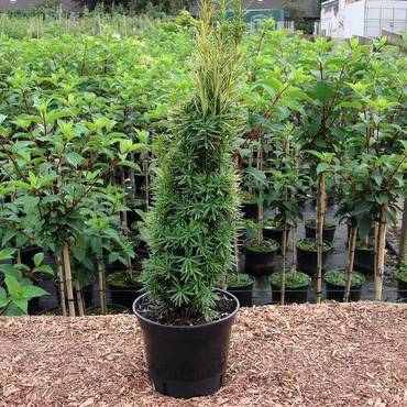 Тис ягодный Ауреомаргината (Taxus baccata 'Aureomarginata')