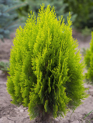 Туя восточная Аурея Нана (Platycladus orientalis 'Aurea Nana')