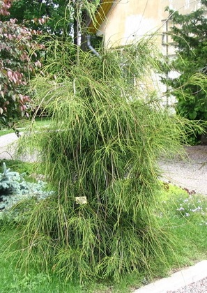 Туя западная Филиформис (Thuja occidentalis 'Filiformis')
