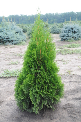 Туя западная Смарагд Витбонт (Thuja occidentalis 'Smaragd Witbont')