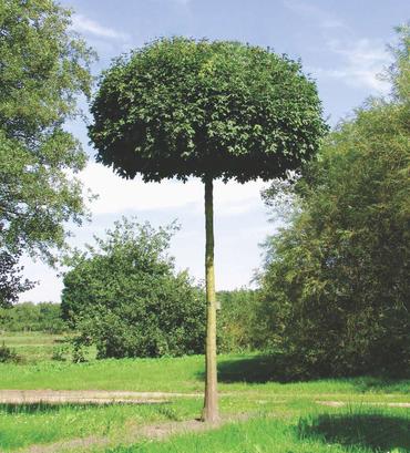 Клен полевой Нанум (Acer campestre 'Nanum')