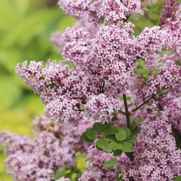 Сирень Мейера (Syringa meyeri)