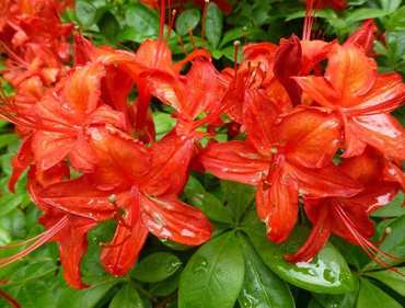 Азалия Сатан (Rhododendron 'Satan')