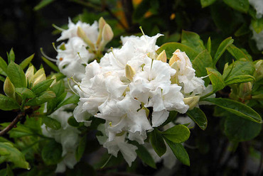 Азалия Вайттроут (Rhododendron 'Whitethroat')