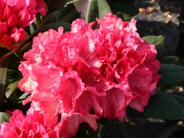 Рододендрон Снизи (Rhododendron 'Sneezy')