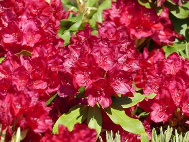 Рододендрон Хахманнс Фойершайн (Rhododendron 'Hachmann's Feuerschein')
