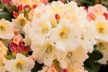Рододендрон Хорайзон Монарх (Rhododendron 'Horizon Monarch')