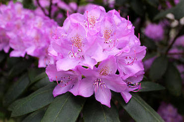 Рододендрон Розеум (Rhododendron 'Roseum')