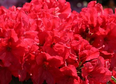 Рододендрон Рабатц (Rhododendron 'Rabatz')