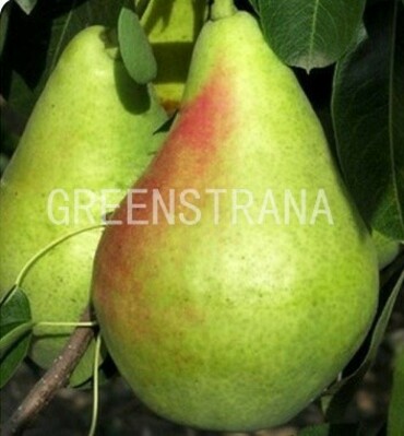 Груша Аллегро (Pyrus communis 'Allegro')