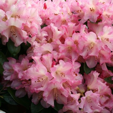 Рододендрон Вирджиния Ричардс (Rhododendron 'Virginia Richards')
