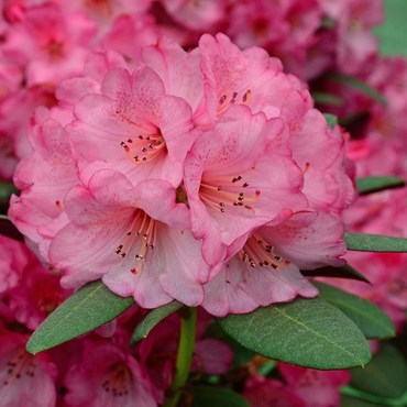 Рододендрон Вайн Розес (Rhododendron 'Wine Roses')