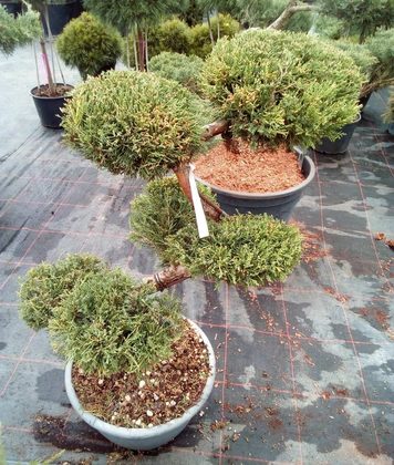 Можжевельник средний Пфитцериана Глаука (Juniperus x pfitzeriana 'Glauca') НИВАКИ