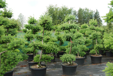 Лиственница японская (Larix kaempferi)