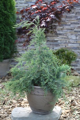 Можжевельник виргинский Грей Оул (Juniperus virginiana 'Grey Owl')