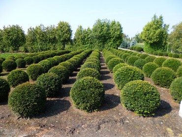 Тис ягодный (Taxus baccata)