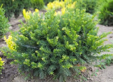 Тис ягодный (Taxus baccata)