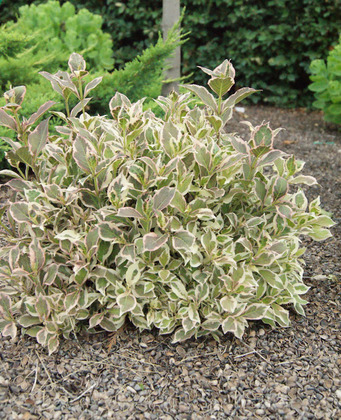 Вейгела Вервейг (Weigela 'Verweig')