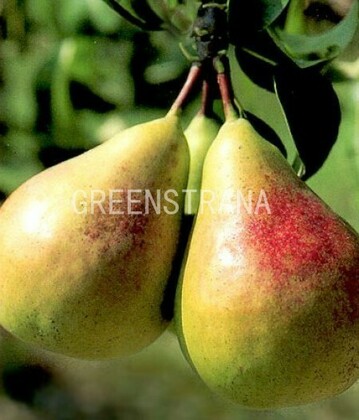 Груша Ранняя летняя (Pyrus communis 'Rannyaya Letnyaya')