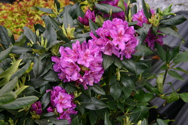 Рододендрон Лис Дарк Пёрпл (Rhododendron 'Lee's Dark Purple')