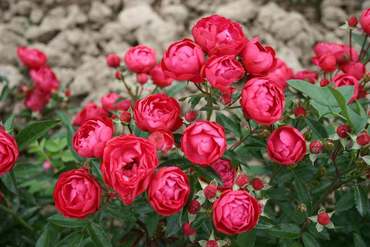 Роза миниатюрная Ред (Rosa 'Red')