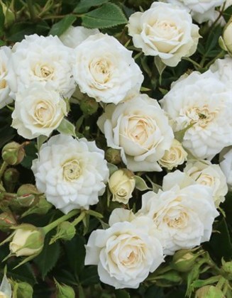 Роза миниатюрная Вайт (Rosa 'White')