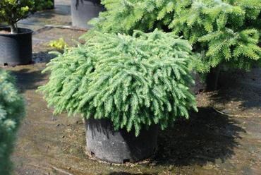Ель черная Нана (Picea mariana 'Nana')