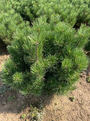 Сосна обыкновенная Куха (Pinus sylvestris 'Cuha')