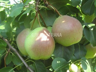 Груша Десертная Россошанская (Pyrus communis 'Desertnaya Rossoshanskaya')