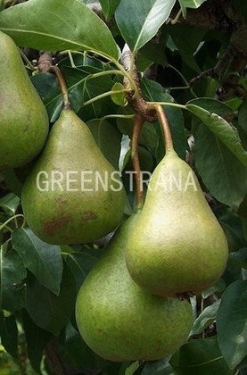 Груша осенняя Яковлева (Pyrus communis 'Osennyaya Yakovleva')