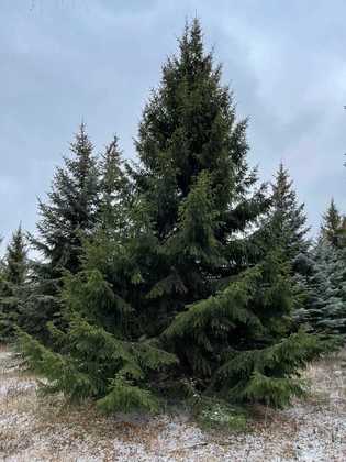 Ель обыкновенная (Picea abies)