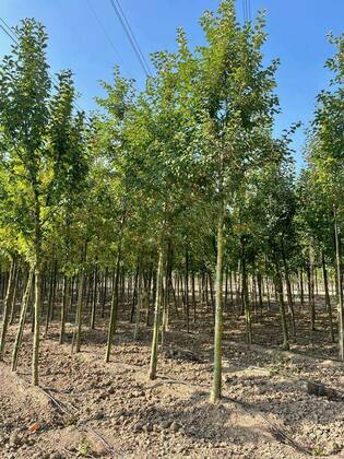 Яблоня декоративная Флорибунда (Malus floribunda)