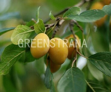 Слива домашняя Очаковская желтая (Prunus domestica 'Ochakovskaya Zheltaya')