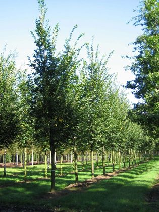 Вяз шершавый (Ulmus glabra)