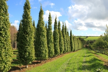 Граб пирамидальный (Carpinus betulus 'Fastigiata')