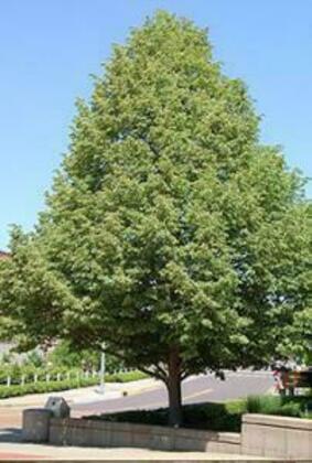 Липа европейская (Tilia x europaea)