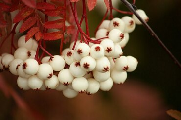 Рябина обыкновенная Кене (Sorbus aucuparia 'Koehneana')