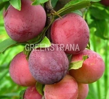 Слива домашняя Скороспелка красная (Prunus domestica 'Skorospelka Krasnaya')