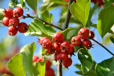 Боярышник сливолистный (Crataegus x prunifolia)