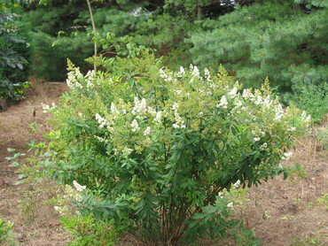 Спирея иволистная Альба (Spiraea salicifolia 'Alba')