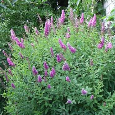 Спирея иволистная Рубра (Spiraea salicifolia 'Rubra')
