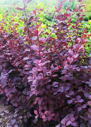 Барбарис оттавский (Berberis ottawensis)